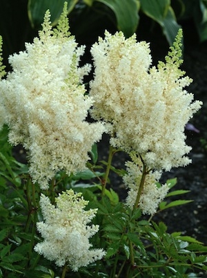 Astilbe 'Visions in White' NEW 2022